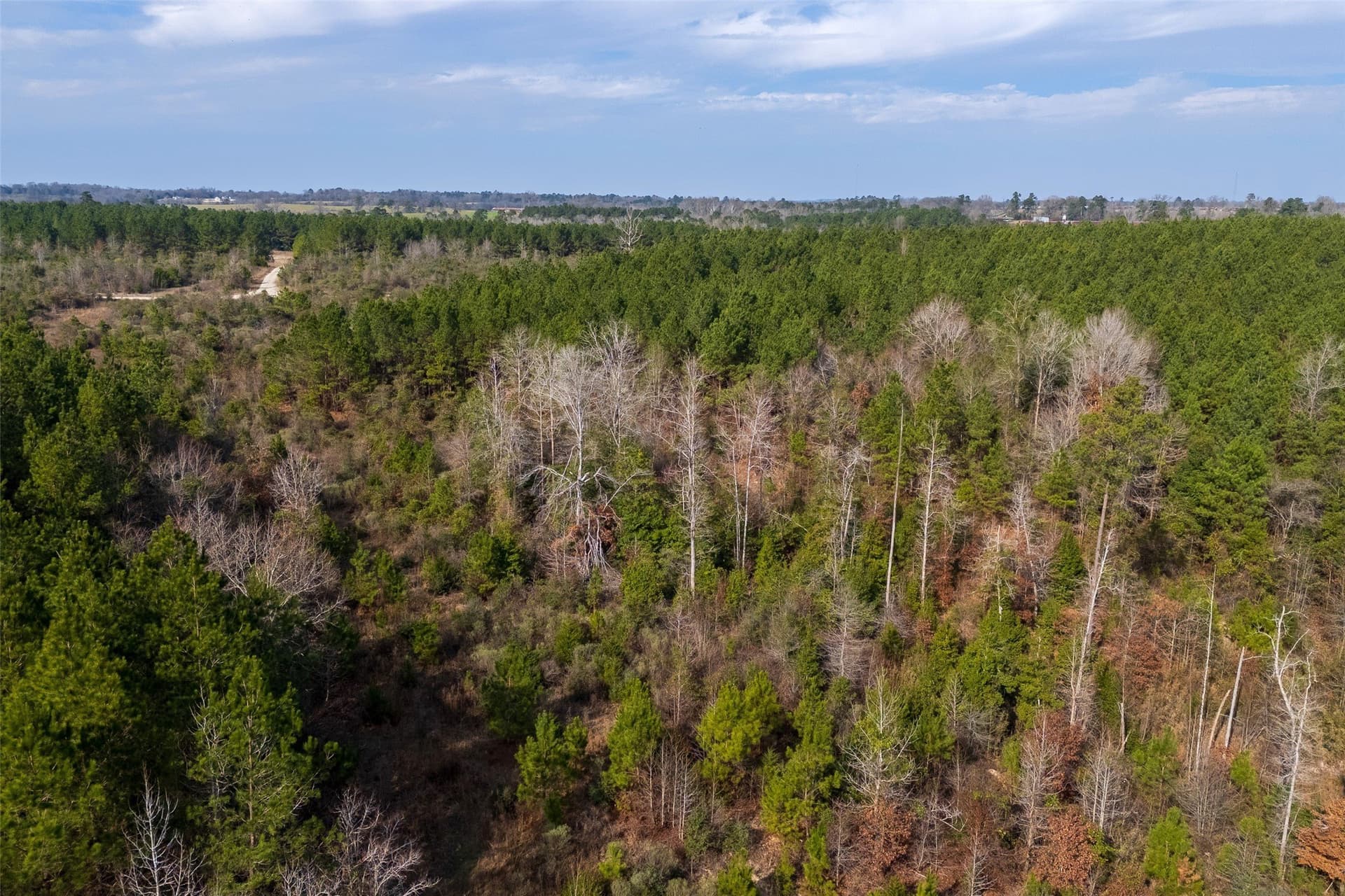 53.5 acres in Shelby County gallery image 3
