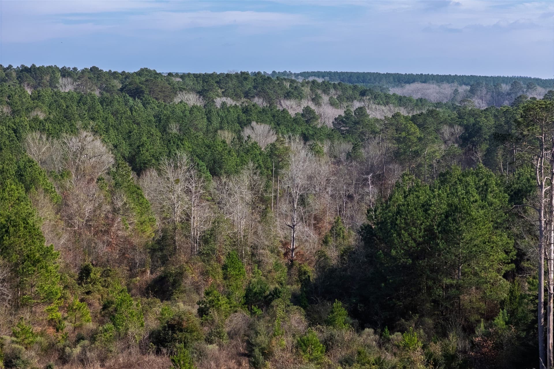 53.5 acres in Shelby County - photo 15
