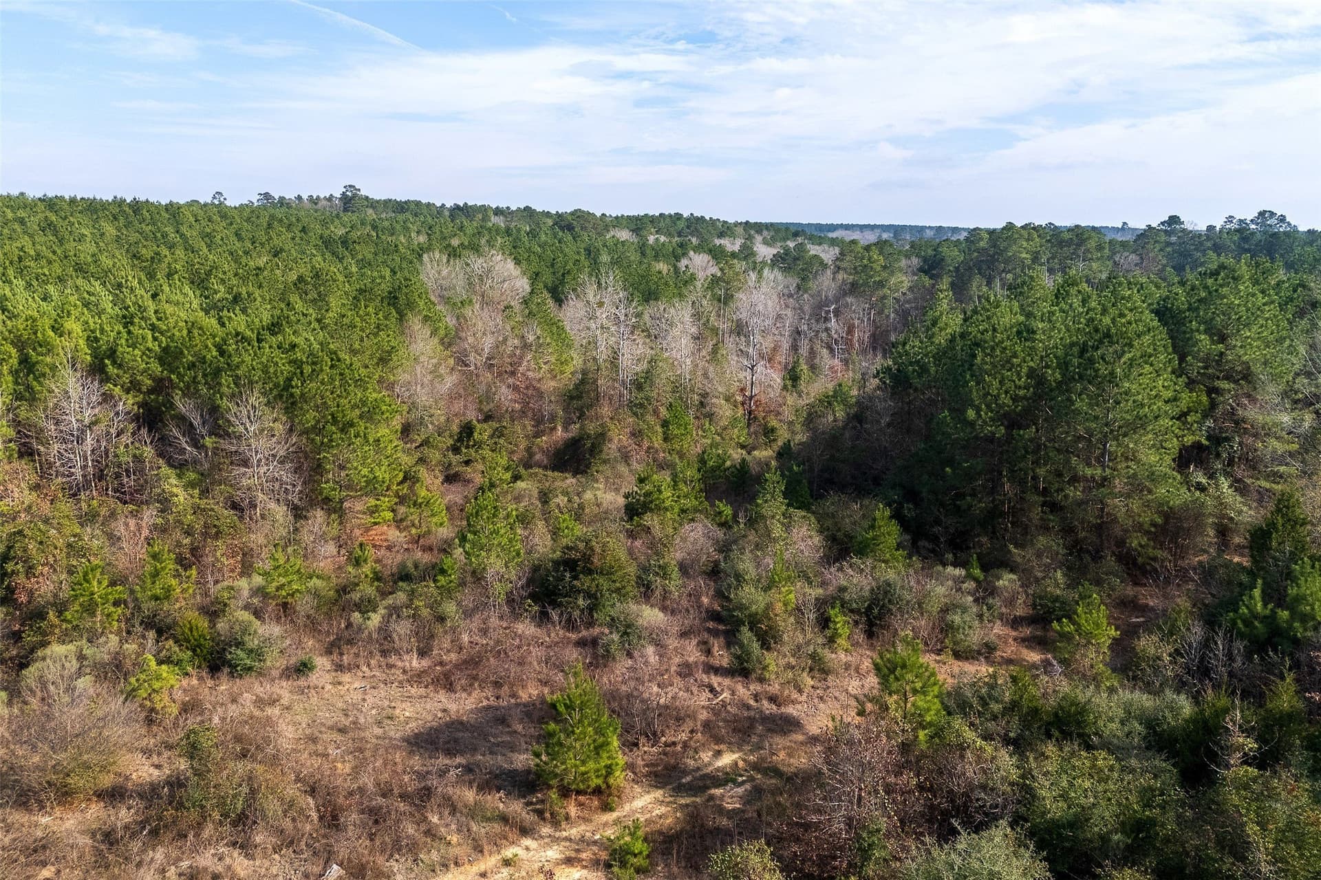 53.5 acres in Shelby County gallery image 2
