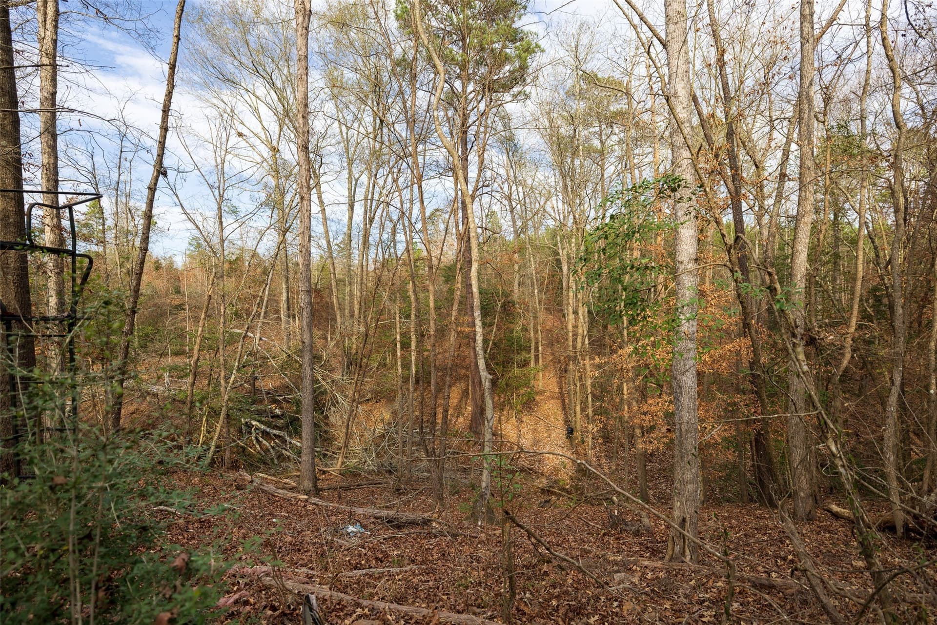 53.5 acres in Shelby County - photo 9