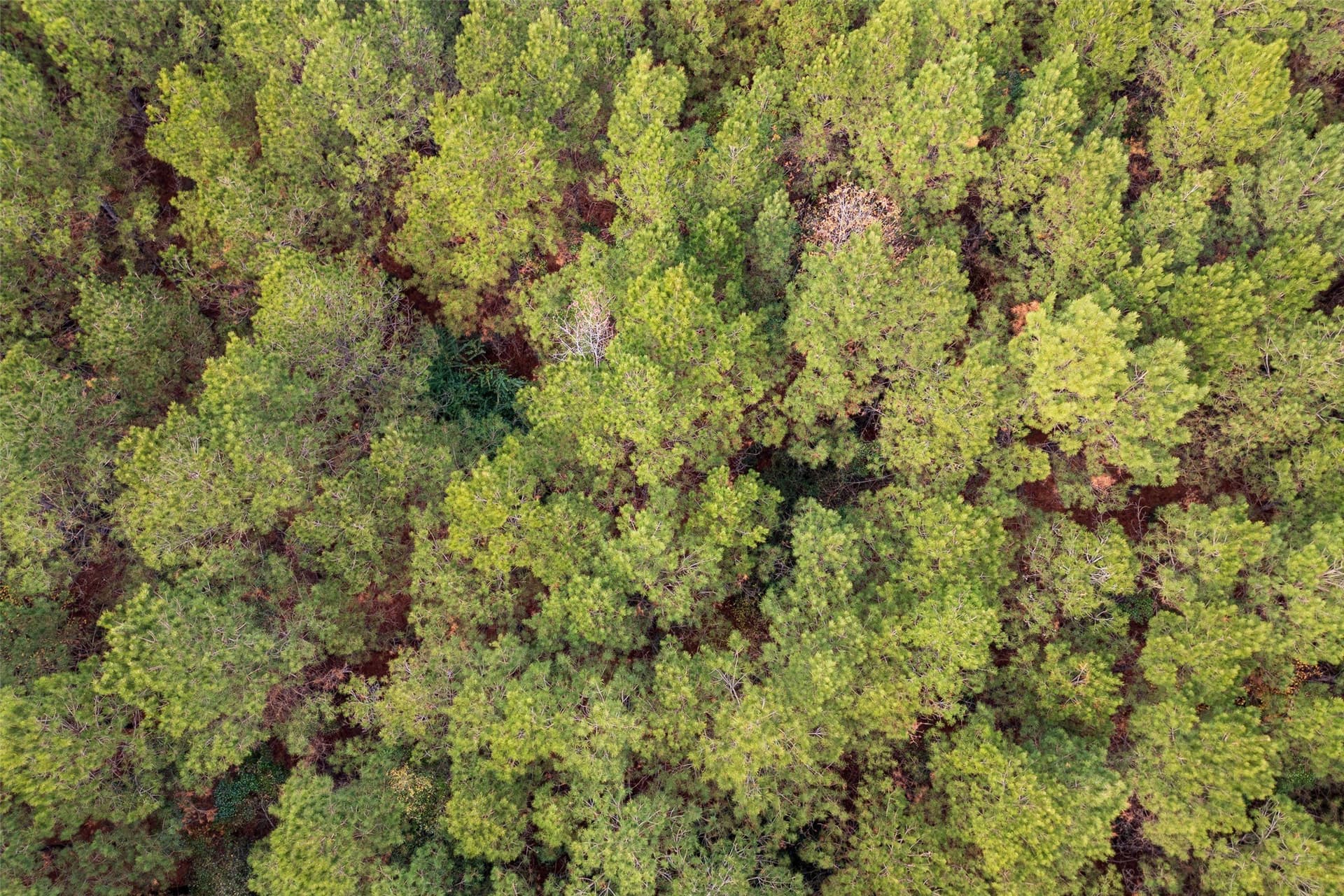 53.5 acres in Shelby County - photo 23