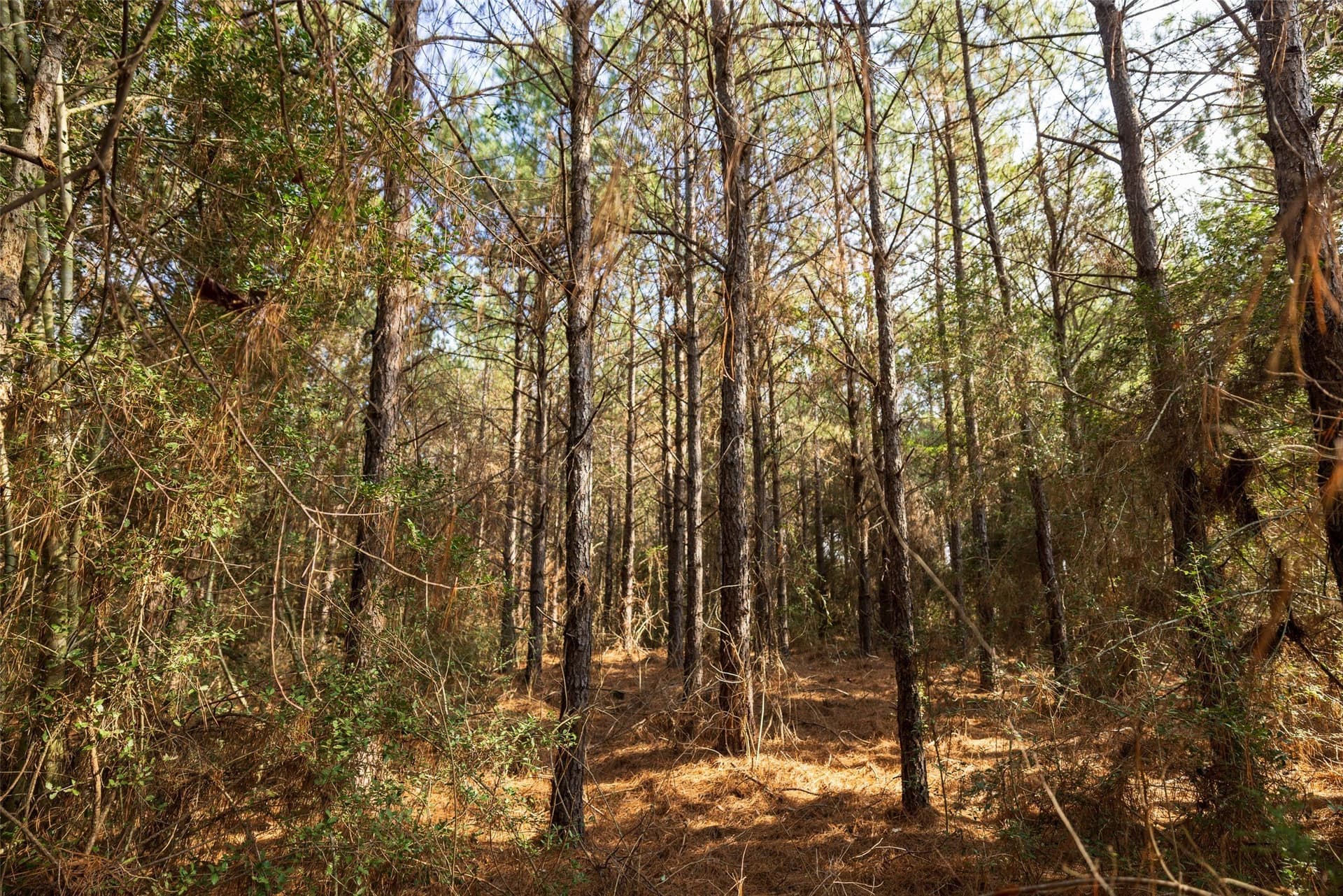 53.5 acres in Shelby County - photo 6