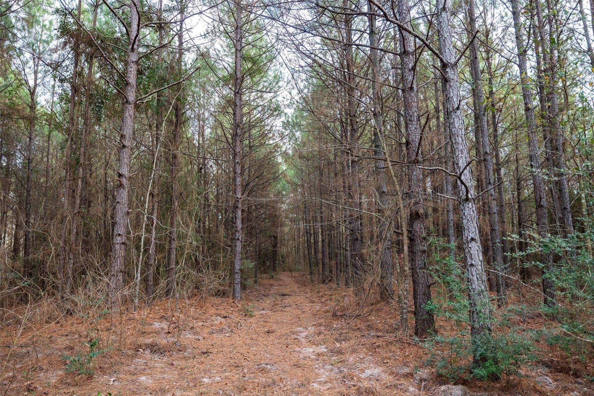 53.5 acres in Shelby County - photo 7