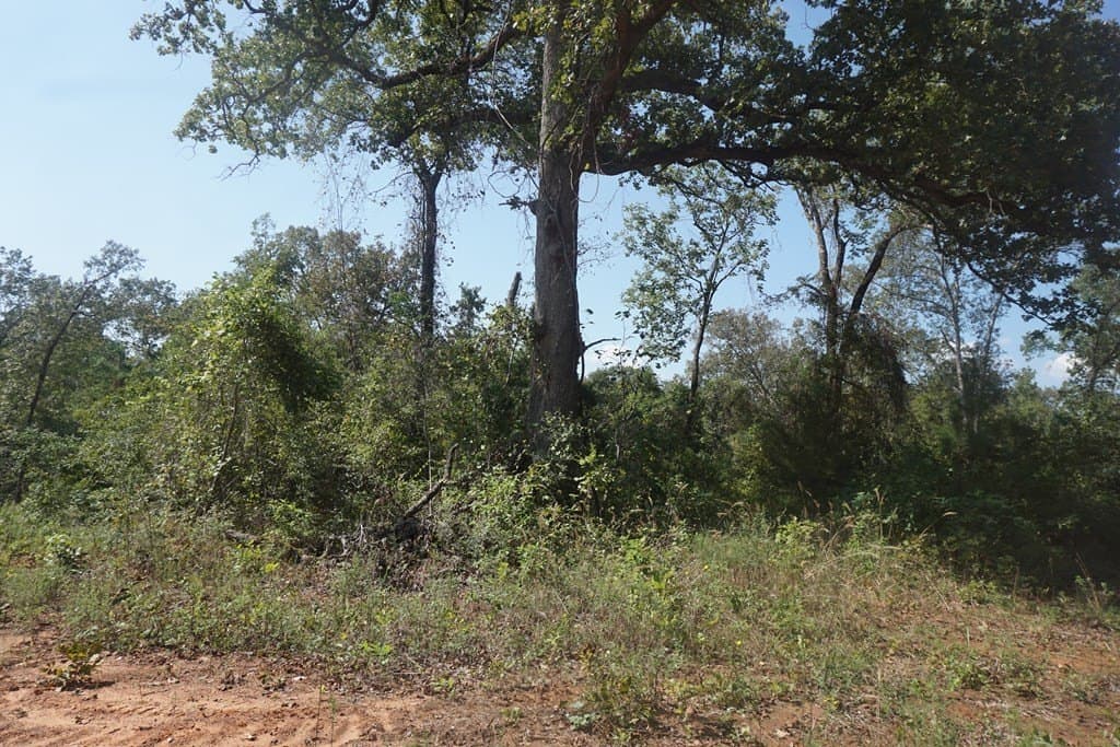 25.84 acres in ANDERSON County gallery image 2