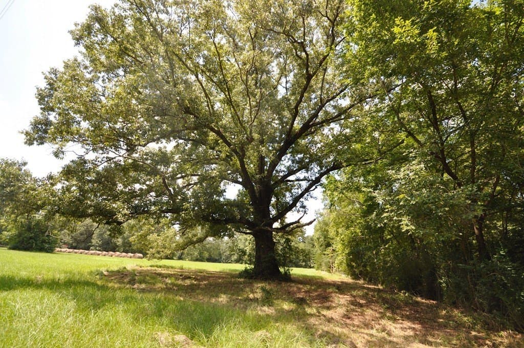 94.69 acres in Texas County - photo 3
