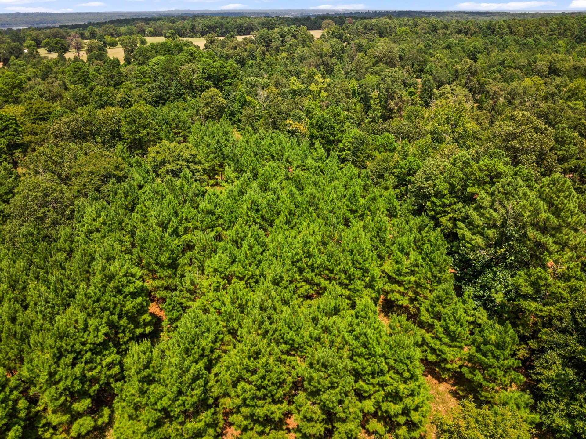 12.41 acres in Camp County - photo 18