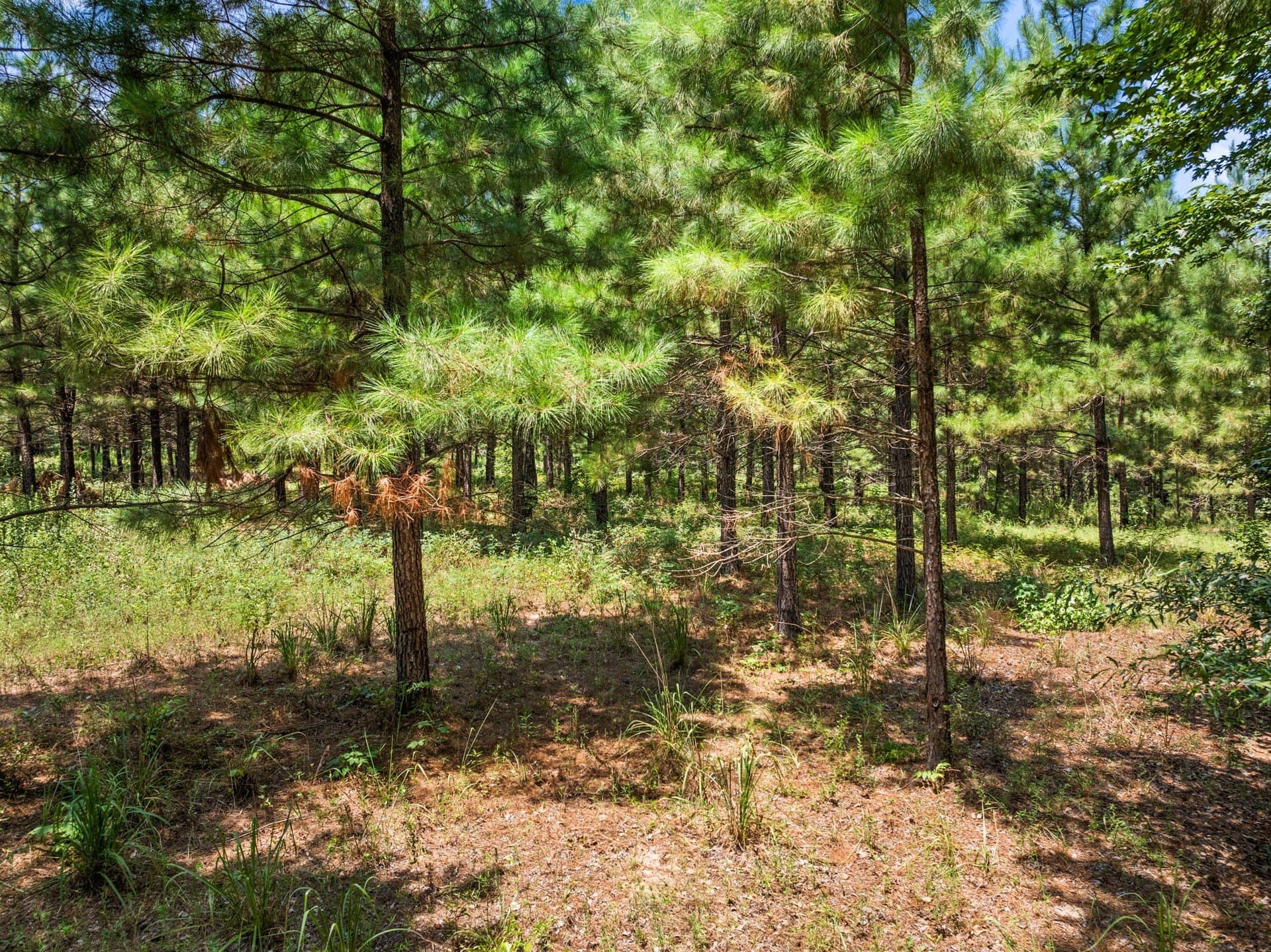 12.41 acres in Camp County - photo 14