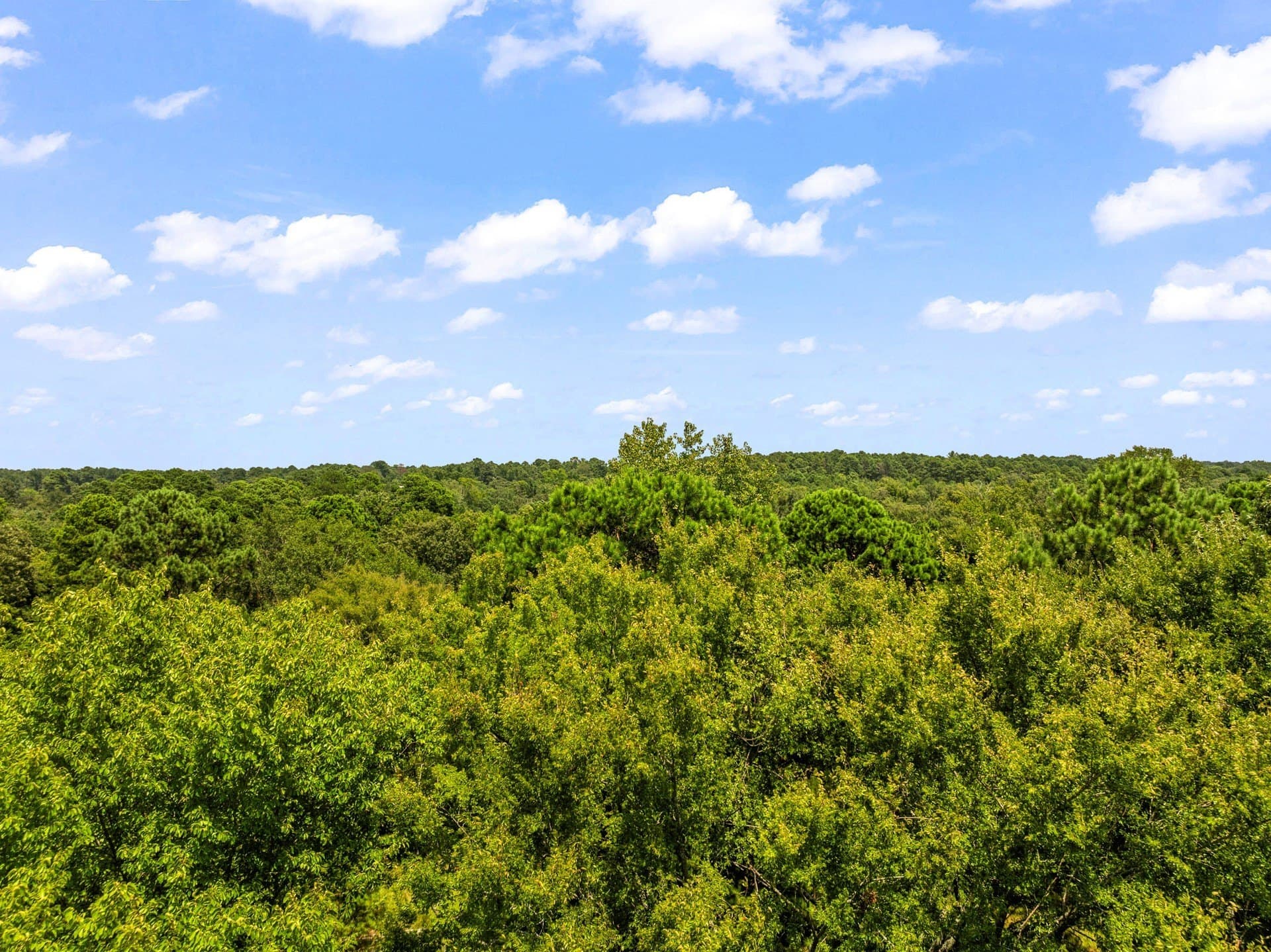 12.41 acres in Camp County - photo 20