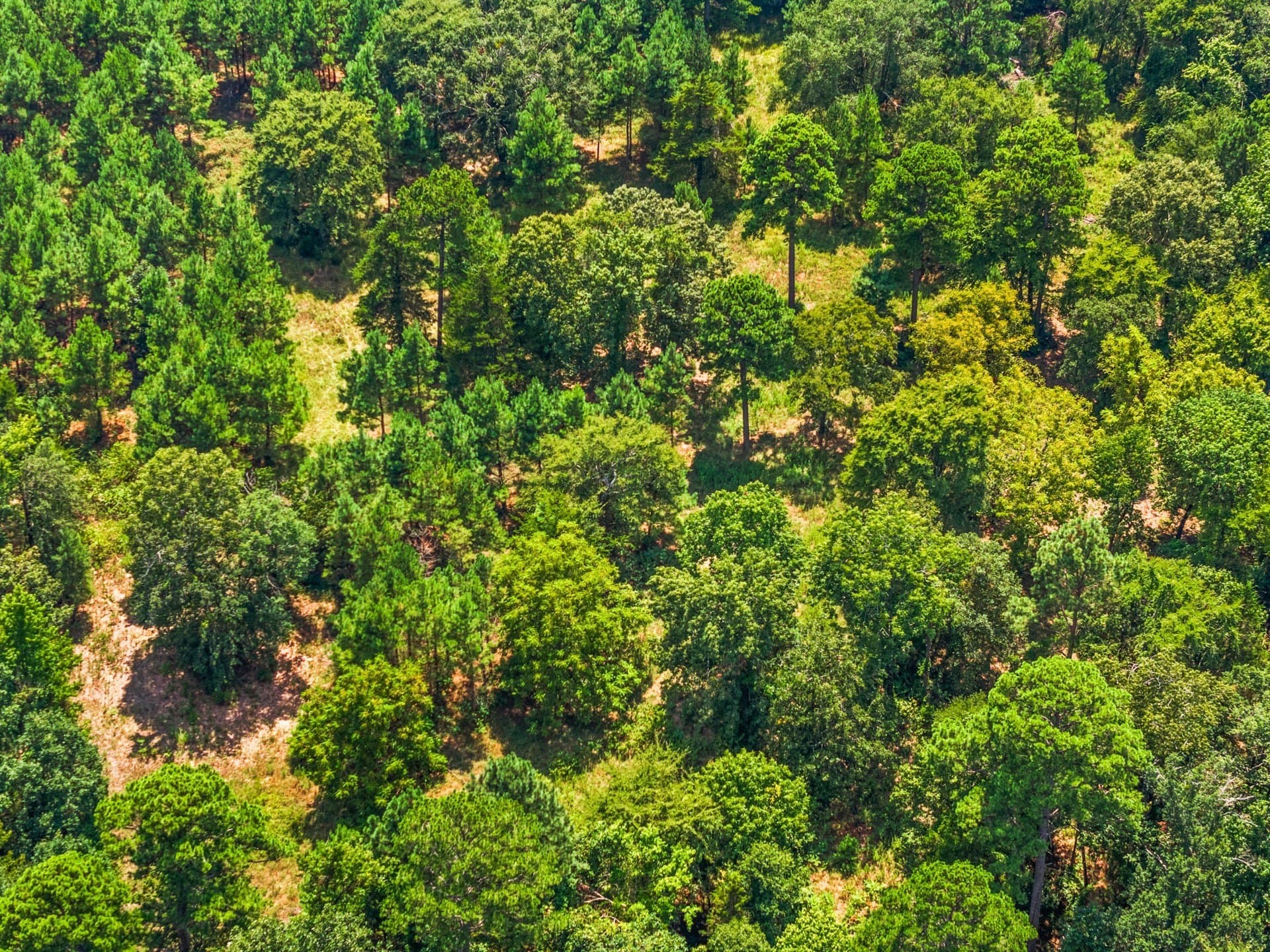 12.41 acres in Camp County - photo 19