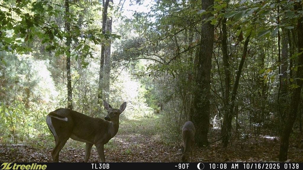 14.39 acres in Texas County - photo 16