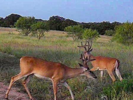 73.66 acres in Comanche County - photo 31