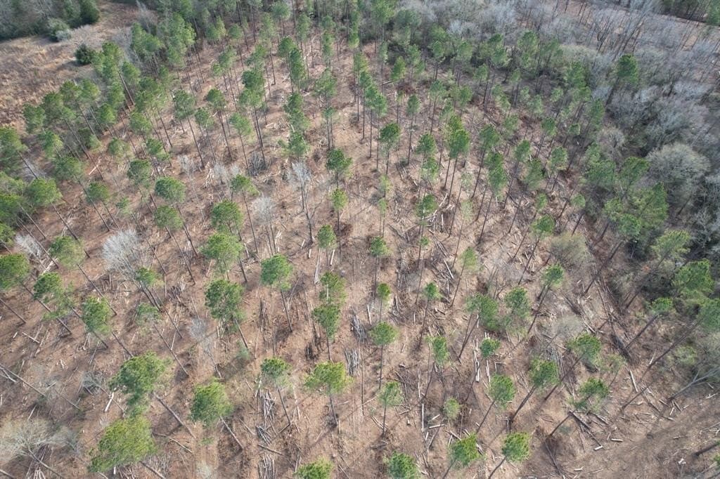 19 acres in Shelby County gallery image 4