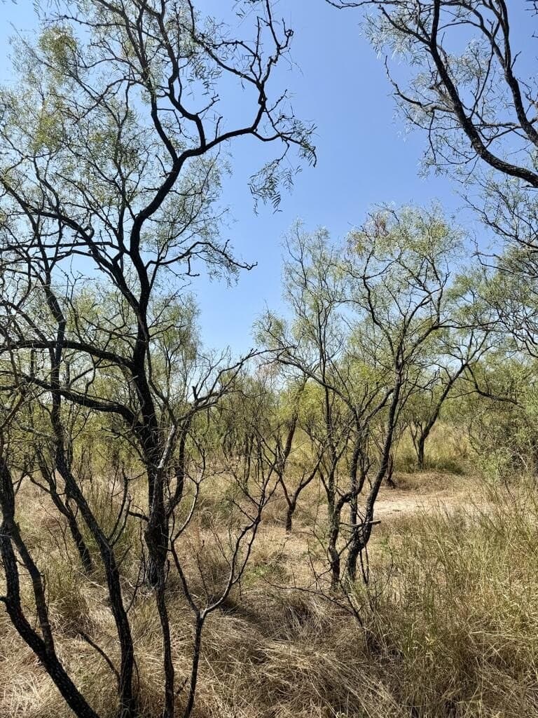 64.59 acres in Menard County - photo 9