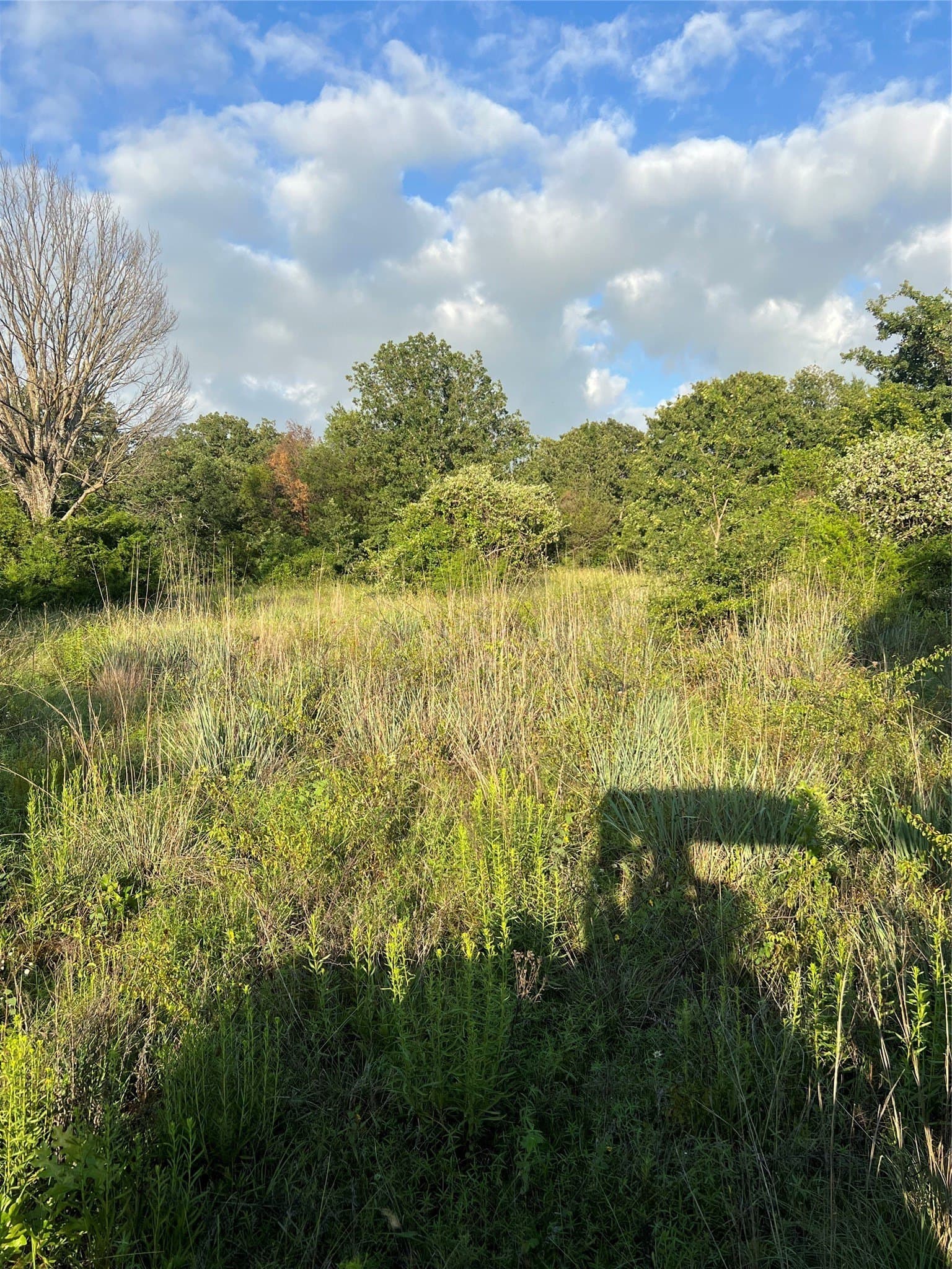 77 acres in Wise County gallery image 4