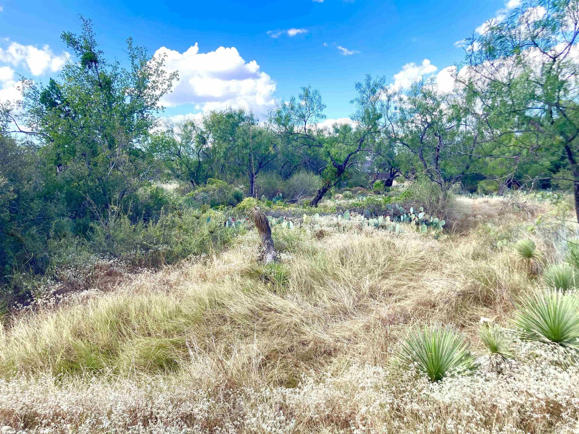 0.22 acres in Burnet County gallery image 3