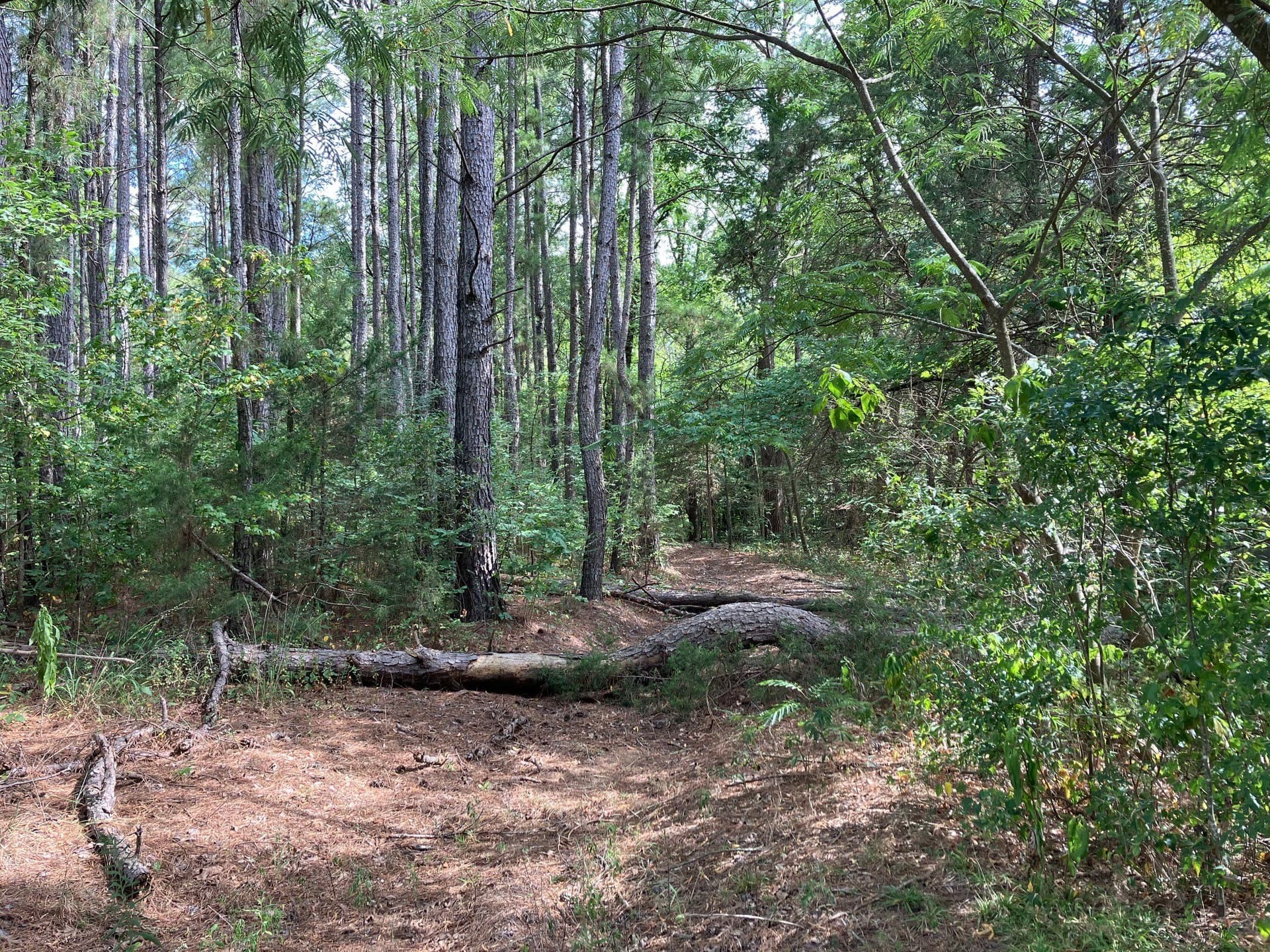 15.69 acres in Titus County gallery image 4