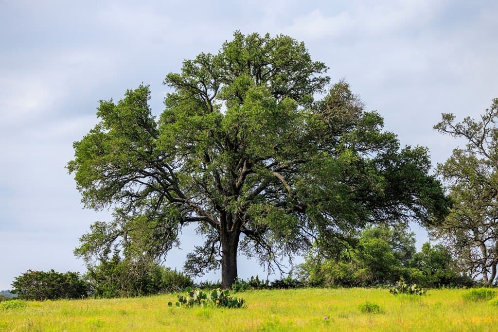101.63 acres in Kerr County - photo 6
