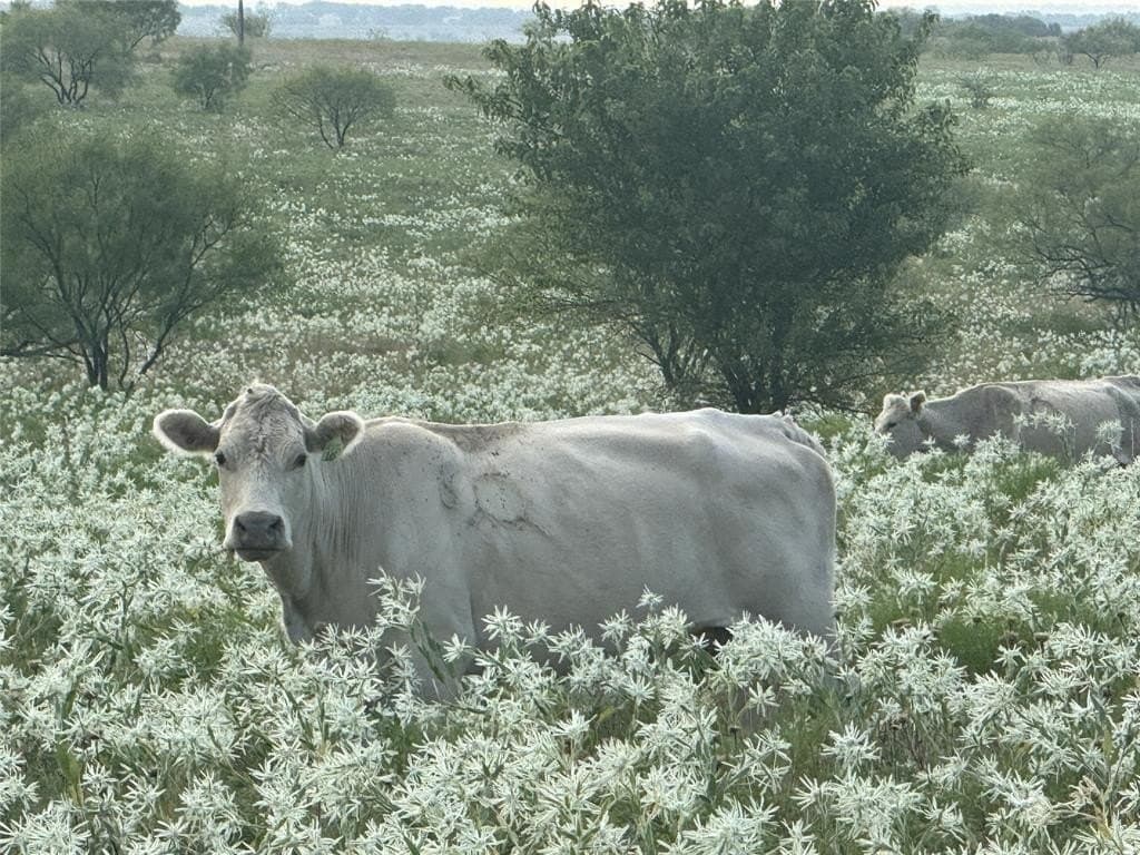 10.05 acres in Wise County gallery image 3