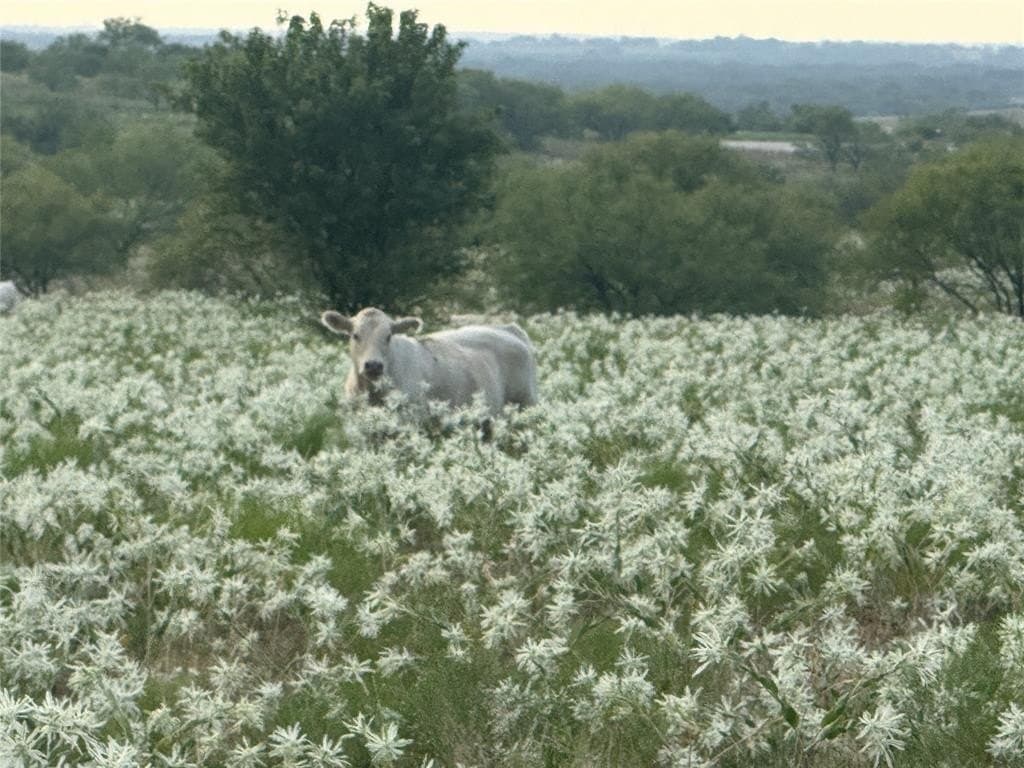 10.05 acres in Wise County gallery image 2