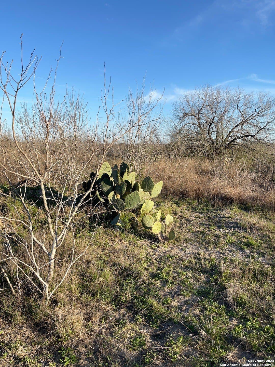 5 acres in Live Oak County gallery image 3