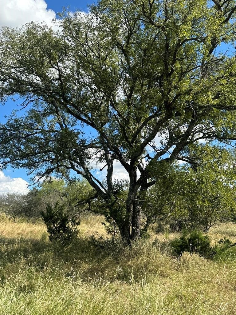 10 acres in Mason County