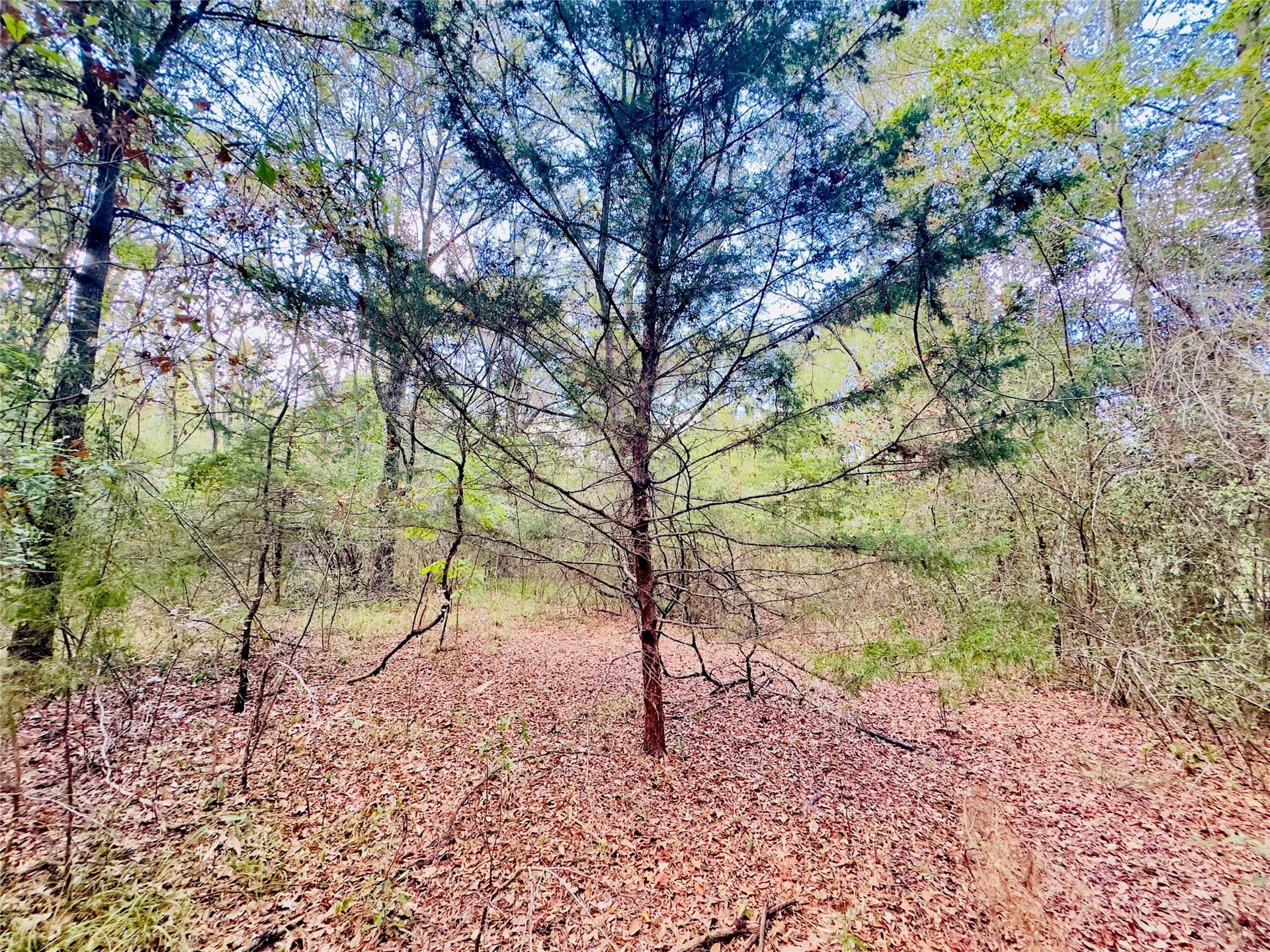 1 acres in Upshur County - photo 8