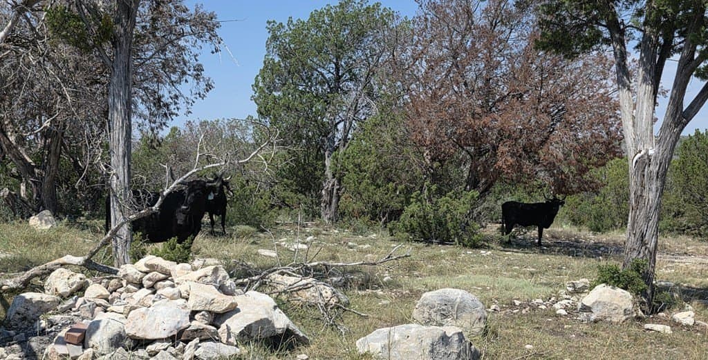49.66 acres in Val Verde County gallery image 4
