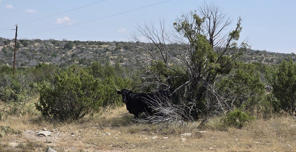 49.66 acres in Val Verde County featured view