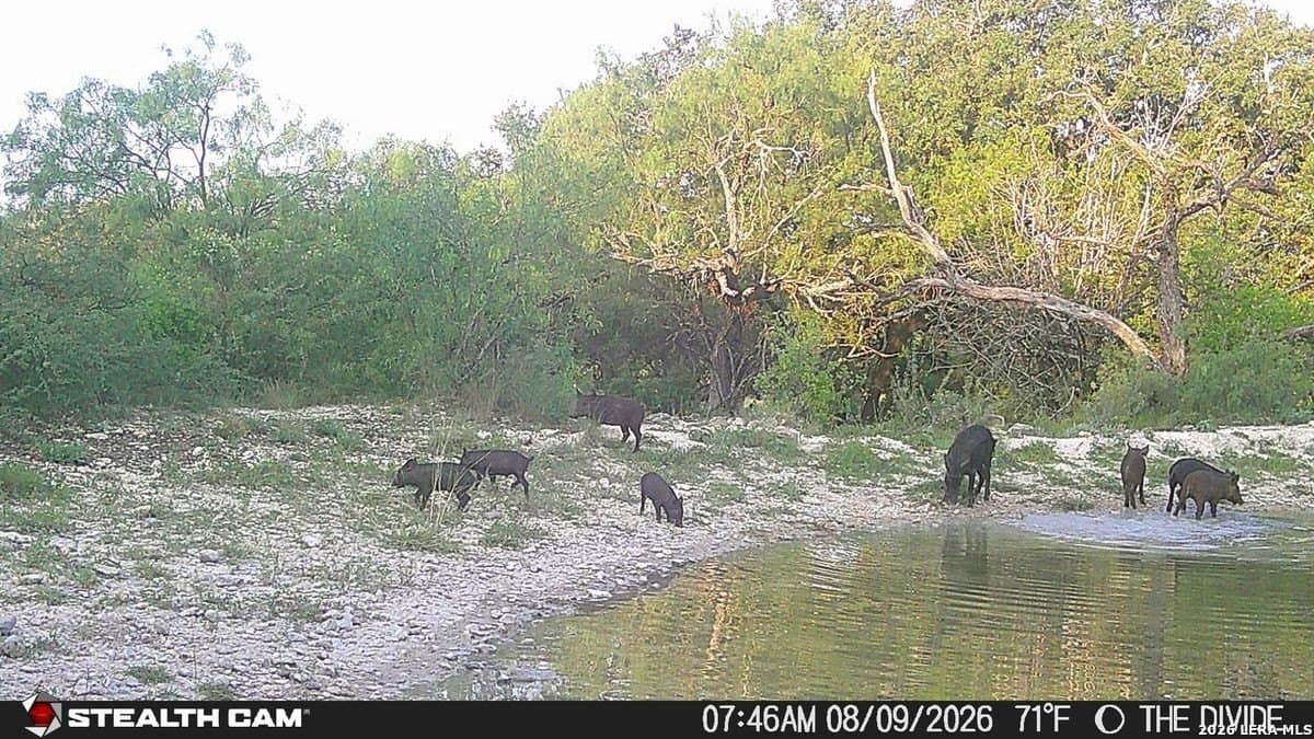 191 acres in Uvalde County - photo 14