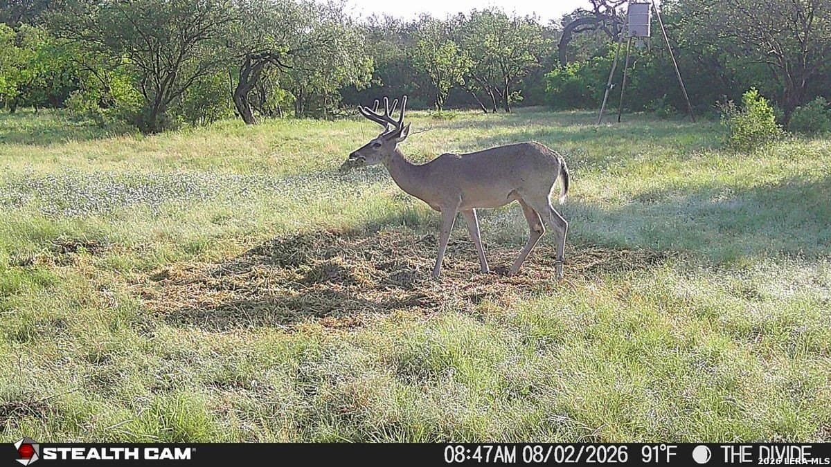 191 acres in Uvalde County - photo 12