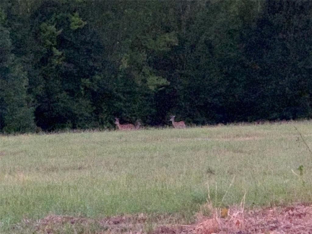 40.32 acres in Henderson County gallery image 3