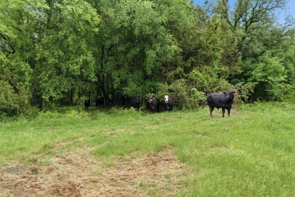 10.15 acres in Hood County gallery image 3