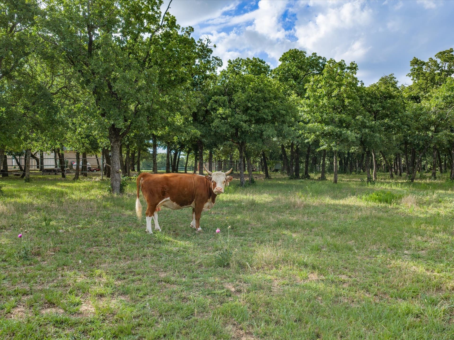 30.25 acres in Wise County - photo 27