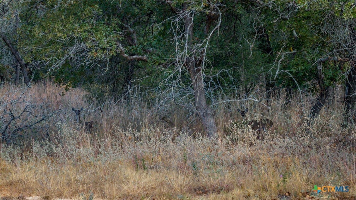 10 acres in Guadalupe County gallery image 2