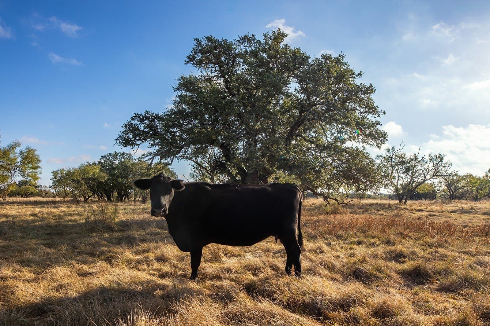 130 acres in McCulloch County - photo 33