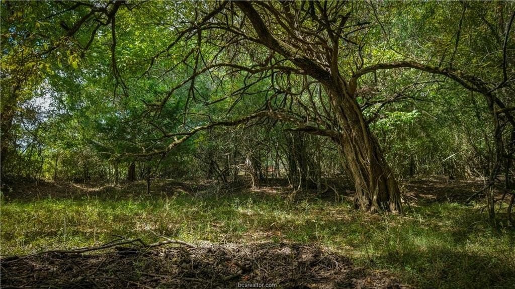 17.43 acres in Brazos County - photo 2