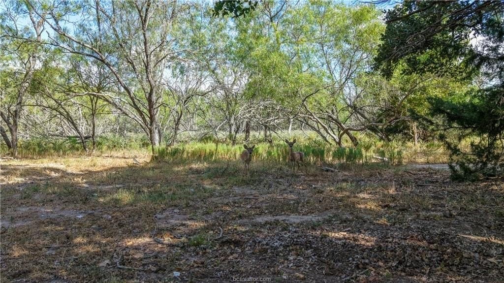 17.43 acres in Brazos County - photo 7