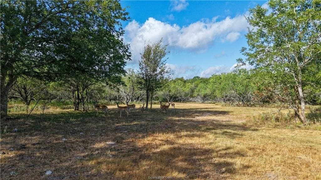 17.43 acres in Brazos County - photo 3