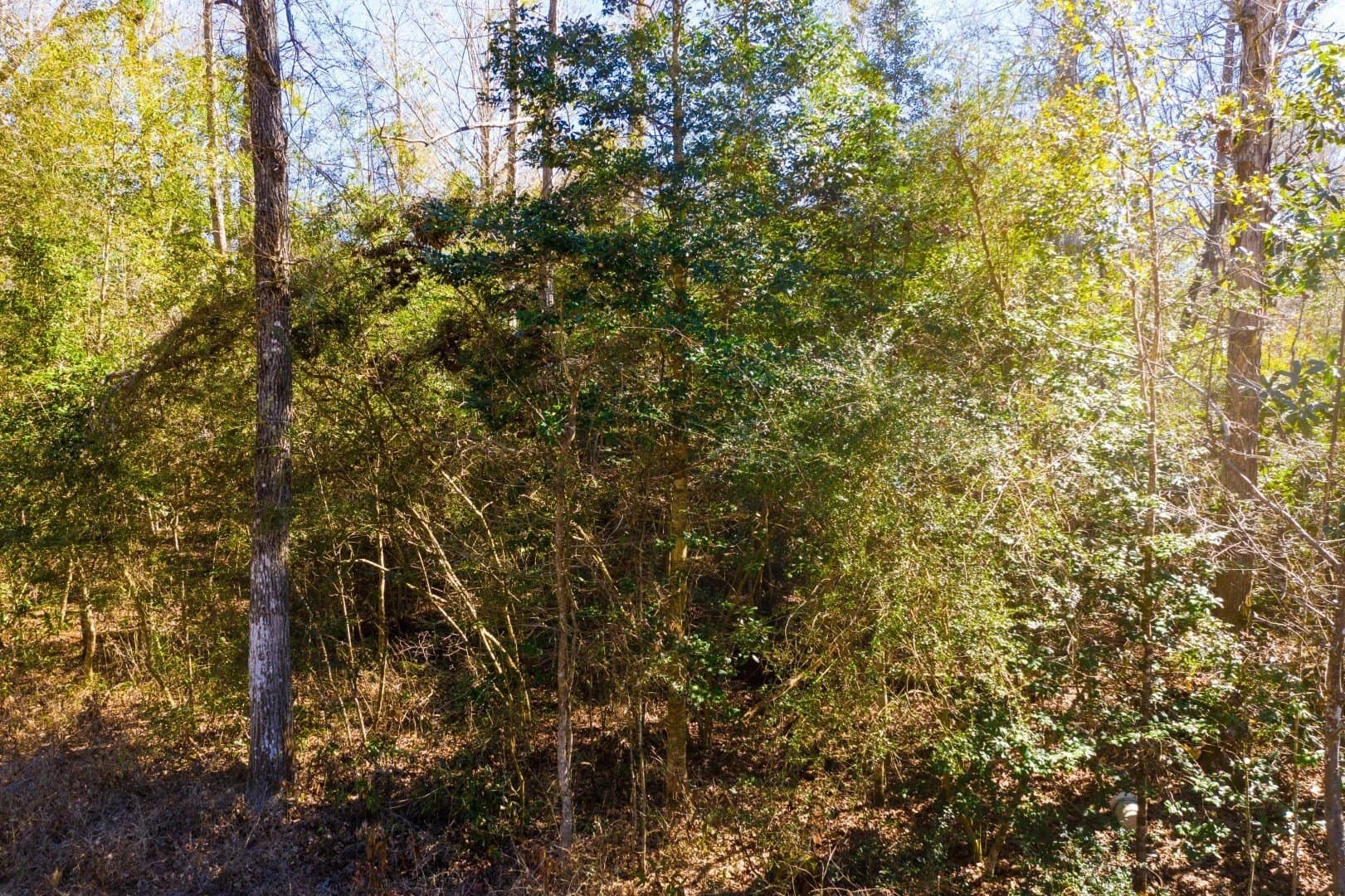 0.7 acres in Tyler County - photo 25