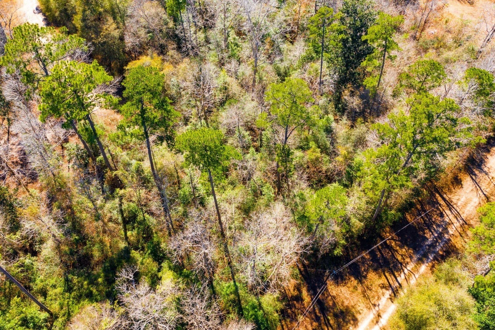 0.7 acres in Tyler County - photo 21