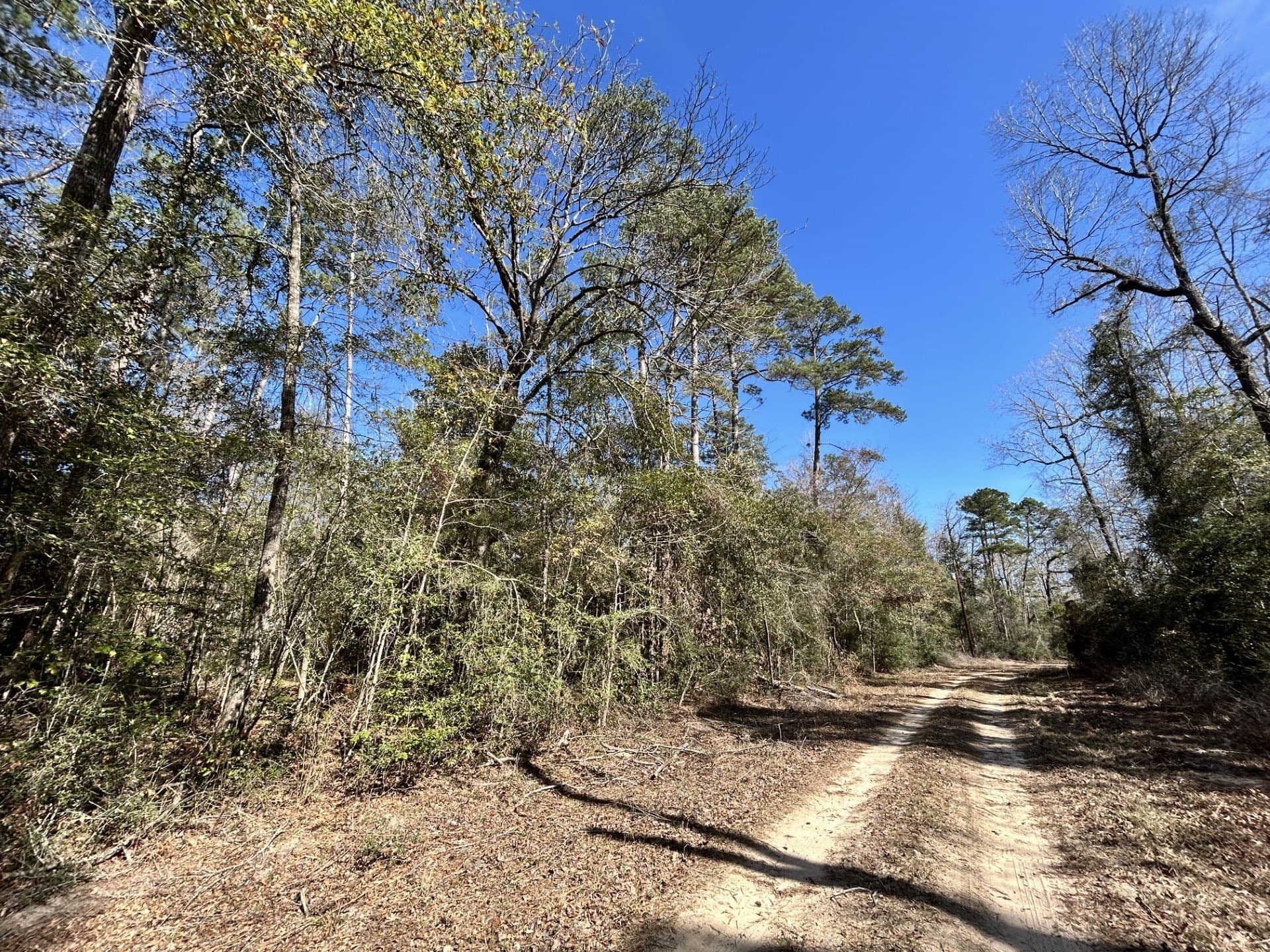 0.7 acres in Tyler County gallery image 4