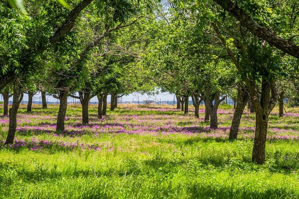 100.12 acres in Gillespie County - photo 68