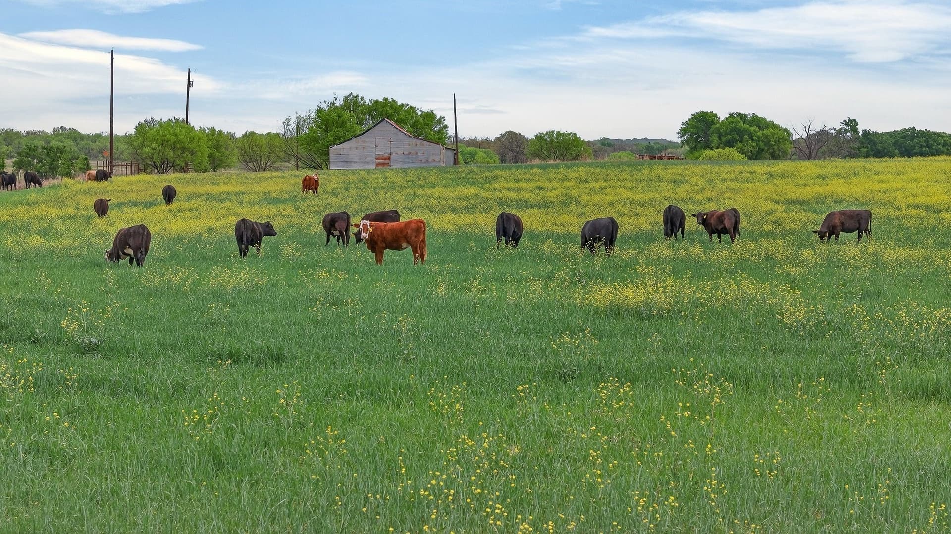 163 acres in Hood County gallery image 3