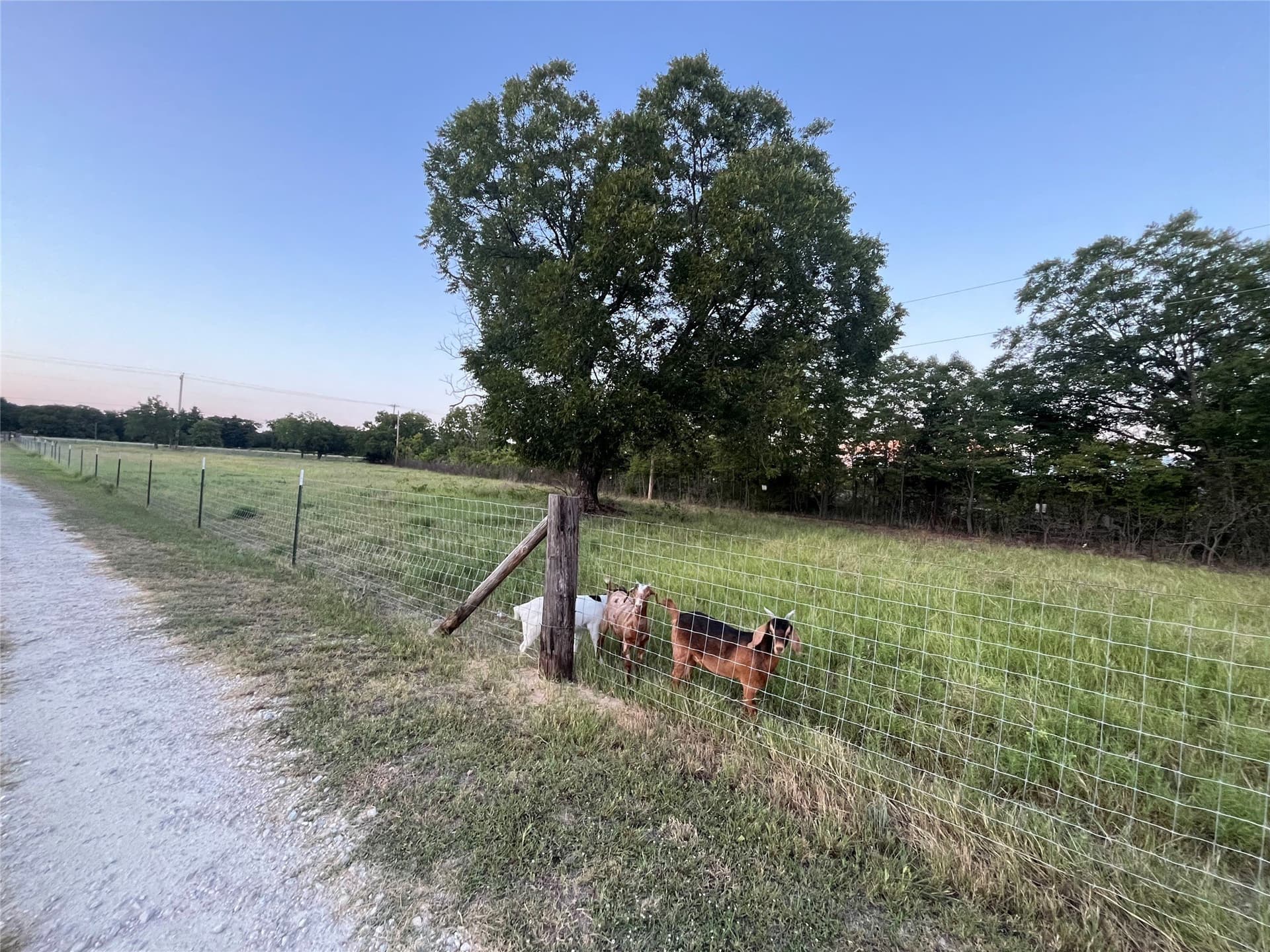 11.5 acres in Callahan County - photo 38
