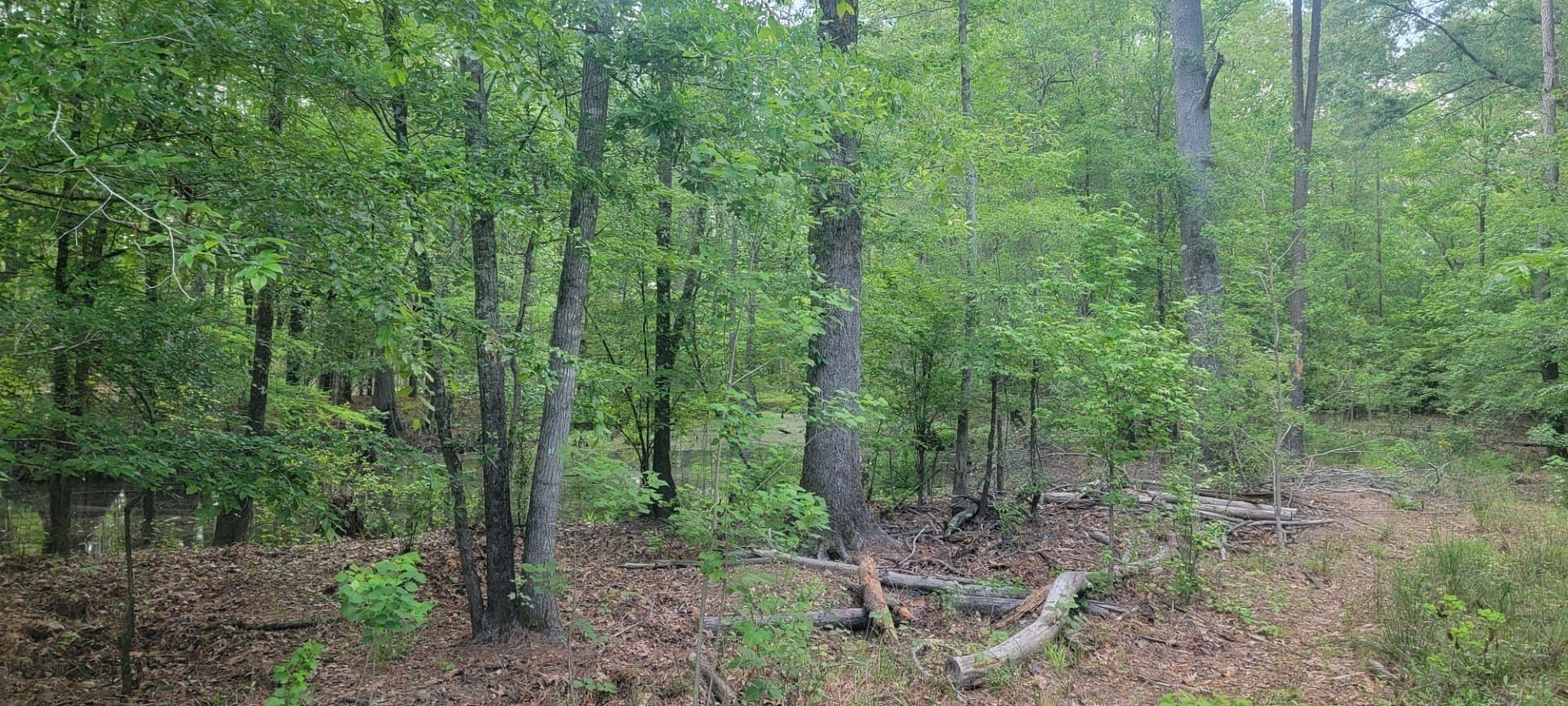 55.26 acres in Panola County - photo 17