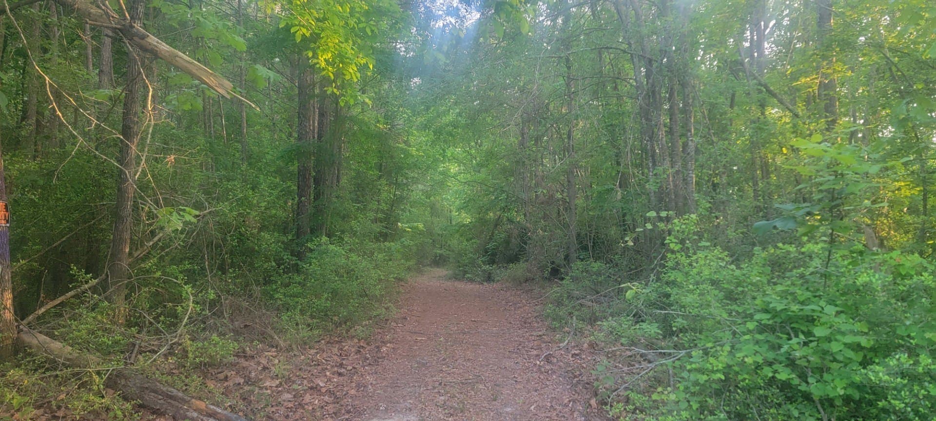 55.26 acres in Panola County - photo 28