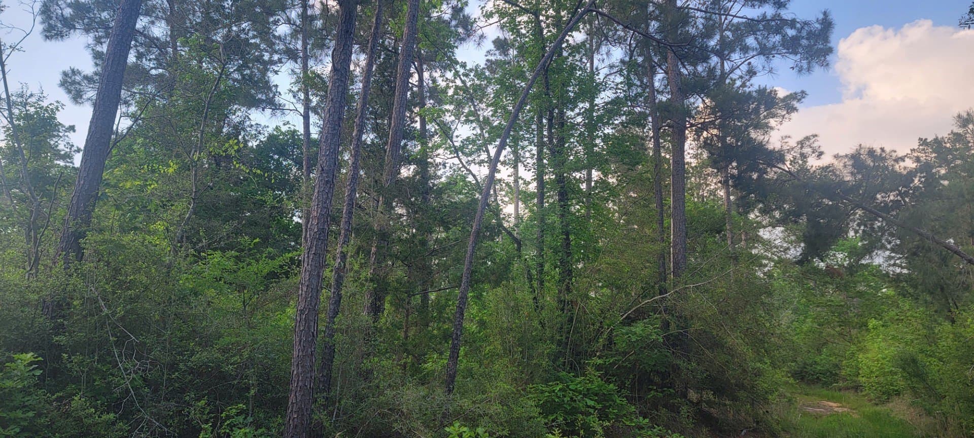 55.26 acres in Panola County - photo 14