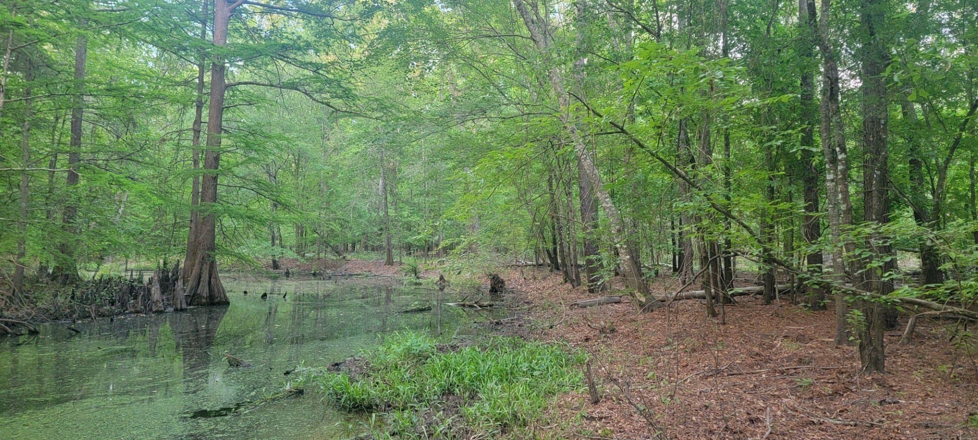 55.26 acres in Panola County - photo 20