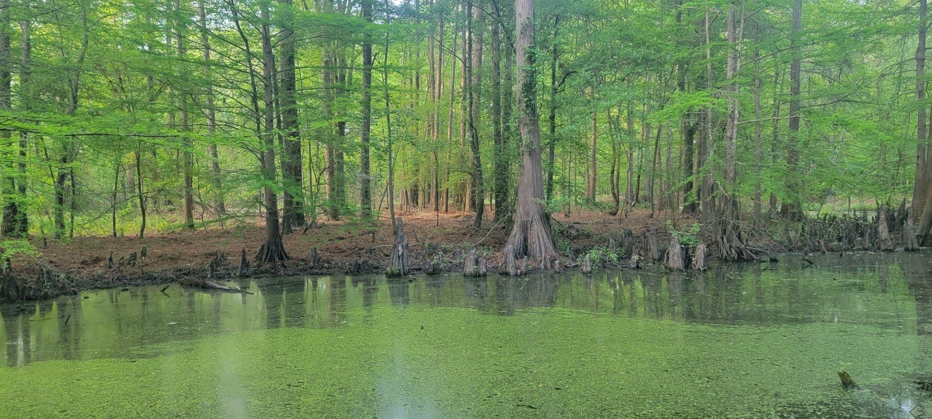 55.26 acres in Panola County featured view