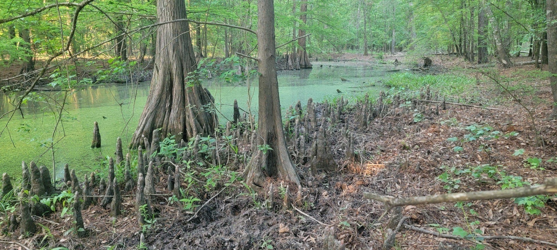 55.26 acres in Panola County - photo 25